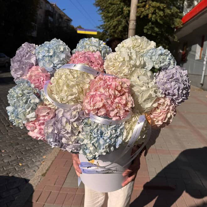 Коробка гортензій «Молочно-Блакитна Мрія»