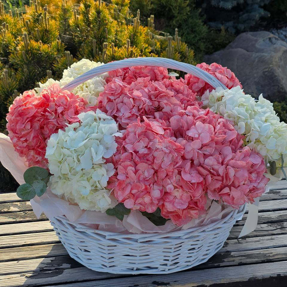 Кошик гортензій «Рожево-Біла Хмара»